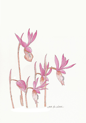 Calypso bulbosa watercolor by Vorobik